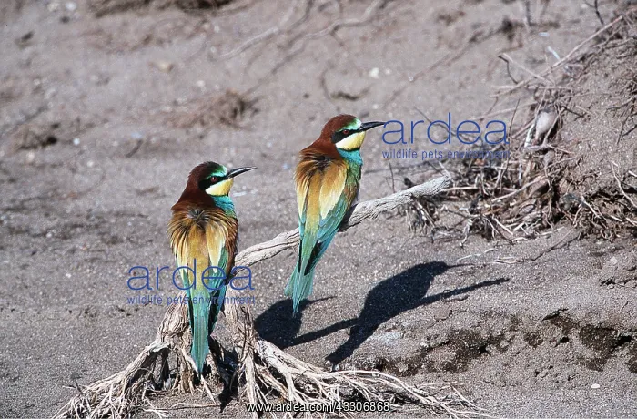 : European BEE-EATER - two perched on roots on ground : European BEE-EATER - two perched on roots on ground