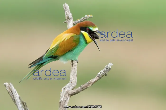 : European Bee-eater - regurgitating a pelet : European Bee-eater - regurgitating a pelet