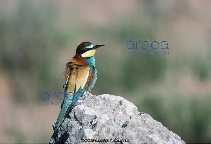 : European BEE EATER - on rock : European BEE EATER - on rock