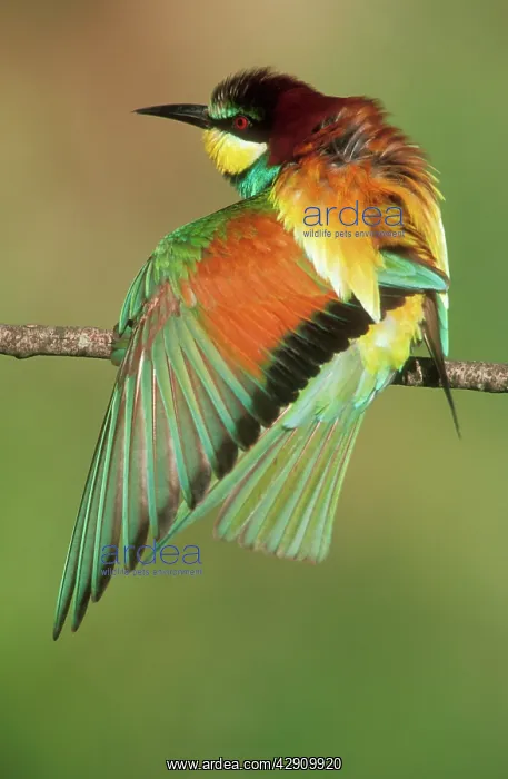 : European BEE-EATER - showing outstretched wing : European BEE-EATER - showing outstretched wing