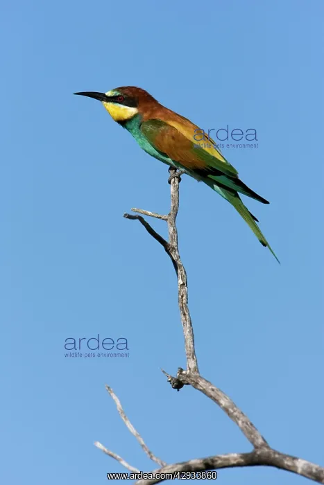 : European Bee-Eater - Sitting on a perch, looking for insects : European Bee-Eater - Sitting on a perch, looking for insects