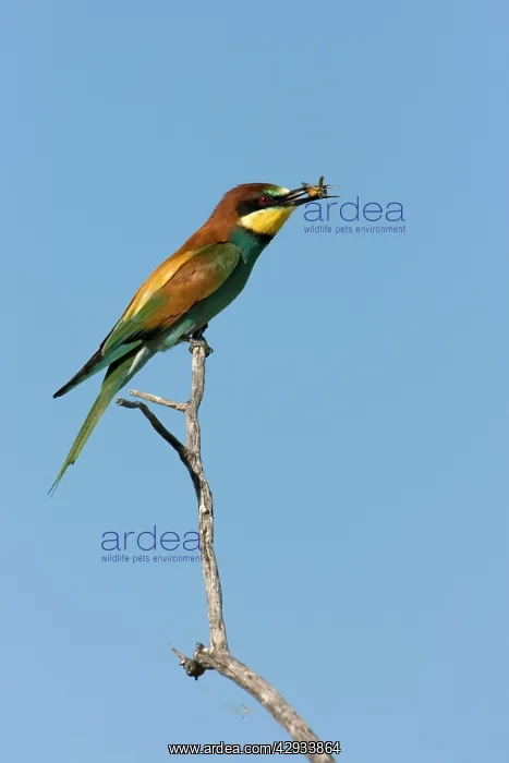 : European Bee-Eater - Sitting on a perch with a : European Bee-Eater - Sitting on a perch with a