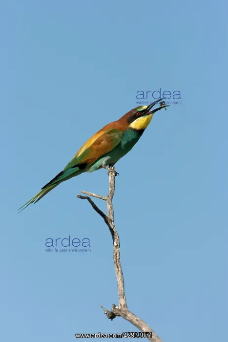 : European Bee-Eater - Sitting on a perch flipping : European Bee-Eater - Sitting on a perch flipping
