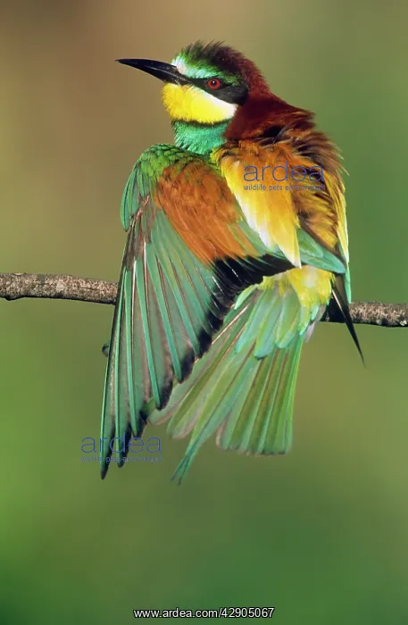 : European BEE-EATER - stretching wings : European BEE-EATER - stretching wings