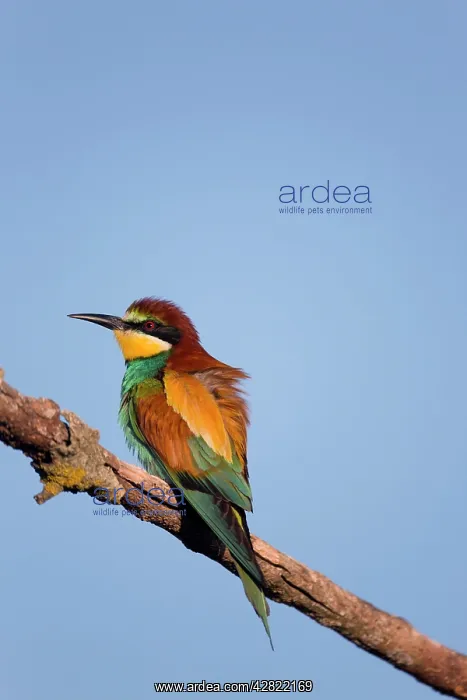 : European Bee-eater - summer : European Bee-eater - summer