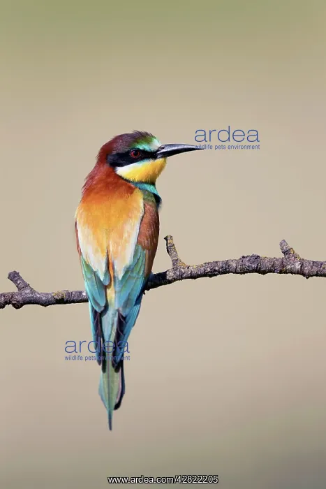 : European Bee-eater - summer : European Bee-eater - summer