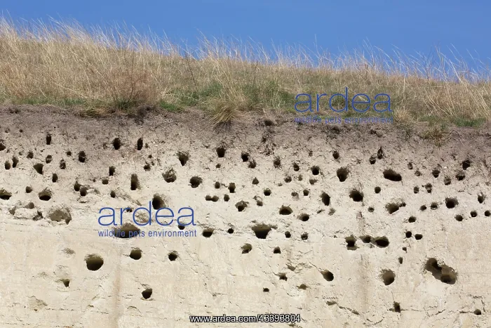 : European Bee-eater track : European Bee-eater track