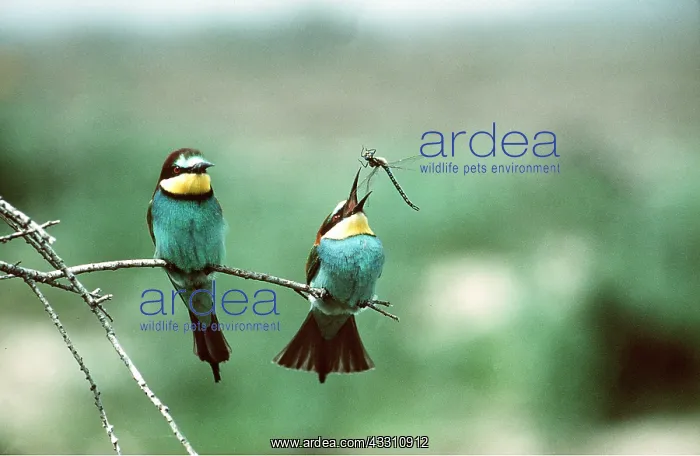 : EUROPEAN BEE-EATER - two, one catching insect : EUROPEAN BEE-EATER - two, one catching insect