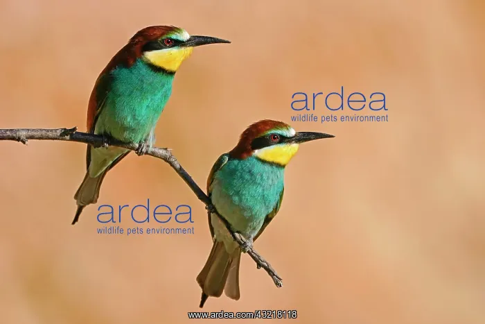: Two European bee-eaters (Merops apiaster), animal : Two European bee-eaters (Merops apiaster), animal