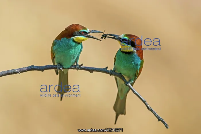 : Two European bee-eaters (Merops apiaster), animal : Two European bee-eaters (Merops apiaster), animal