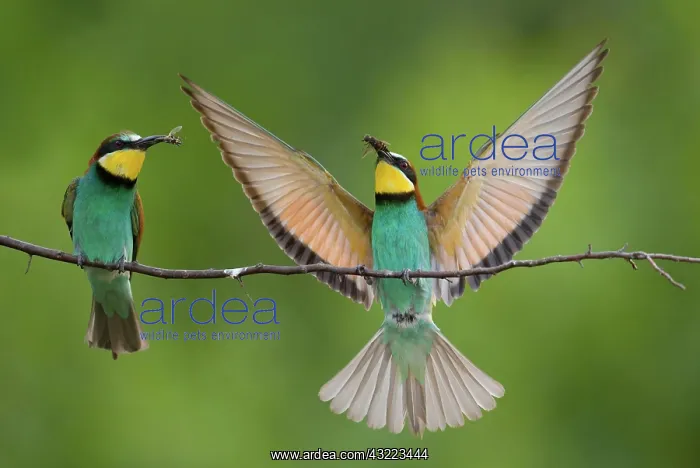 : European bee-eaters (merops apiaster) in approach : European bee-eaters (merops apiaster) in approach