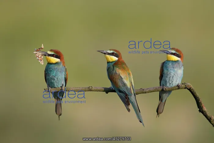: European bee-eaters (Merops apiaster), three birds : European bee-eaters (Merops apiaster), three birds