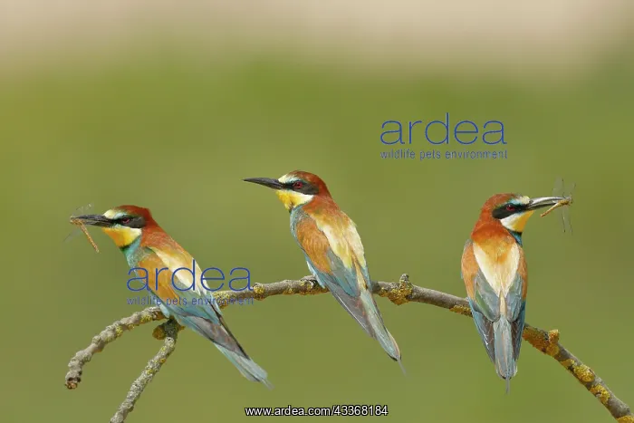  : European bee-eaters (Merops apiaster), three birds
