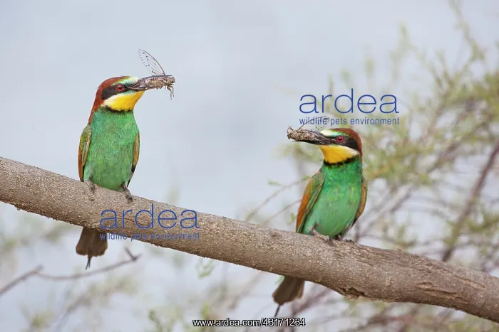 : European Bee-eaters (Merops apiaster) couple with : European Bee-eaters (Merops apiaster) couple with