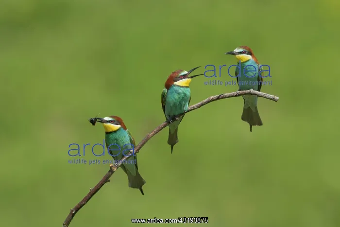 : European bee-eaters (Merops apiaster), Magdeburg : European bee-eaters (Merops apiaster), Magdeburg
