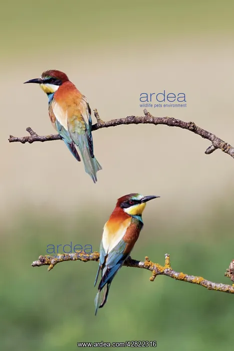 : European Bee-eaters - summer : European Bee-eaters - summer