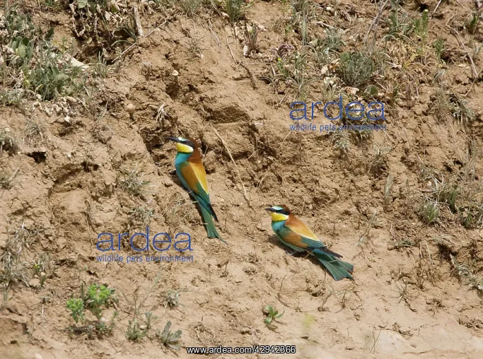  : European Beeaters at nest hole