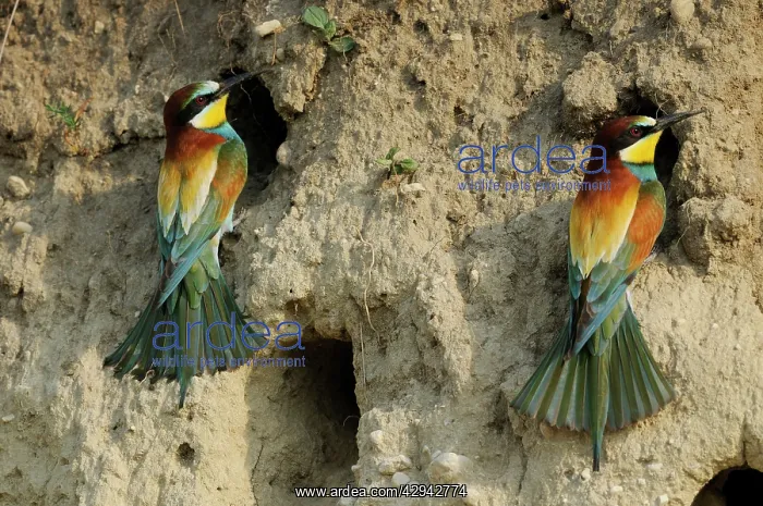 : European Beeaters - at nest holes : European Beeaters - at nest holes