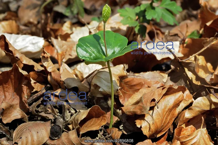 : European Beech : European Beech