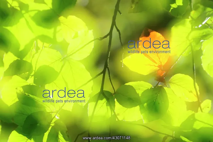 : European Beech : European Beech