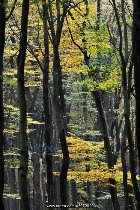 : European Beech : European Beech
