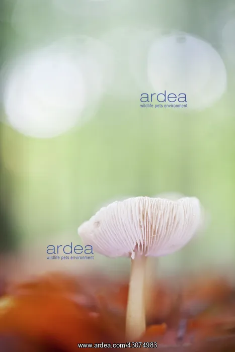 : European Beech : European Beech