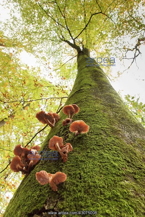 : European Beech : European Beech