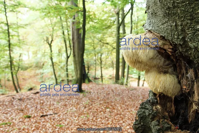 : European Beech : European Beech