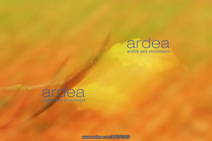 : European Beech : European Beech