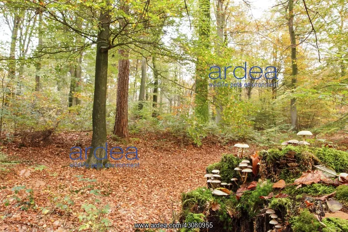 : European Beech : European Beech