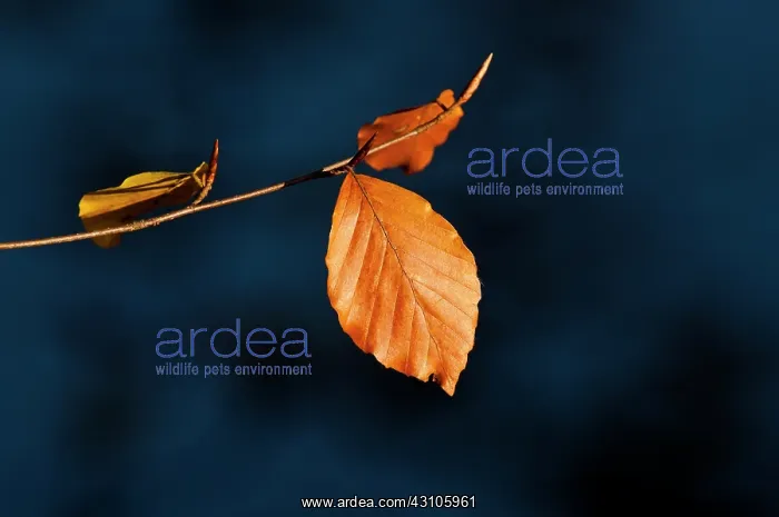 : European Beech : European Beech
