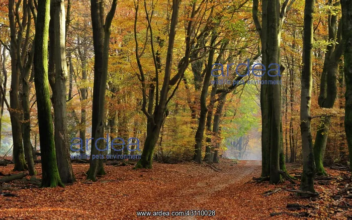 : European Beech : European Beech