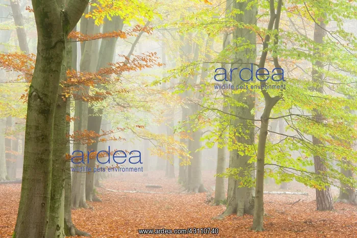 : European Beech : European Beech