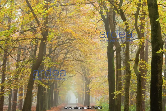 : European Beech : European Beech