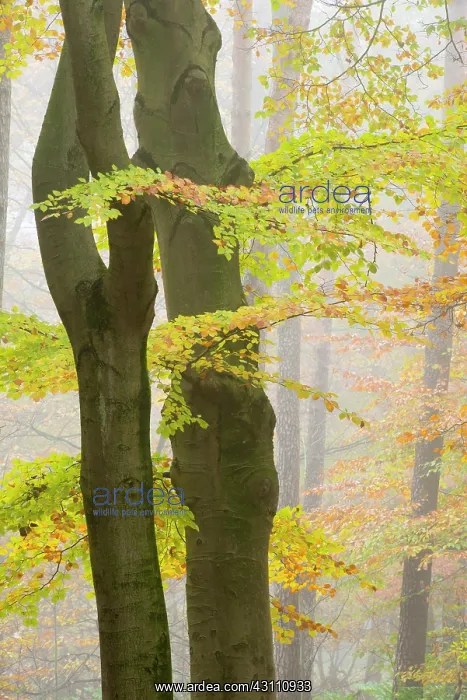 : European Beech : European Beech