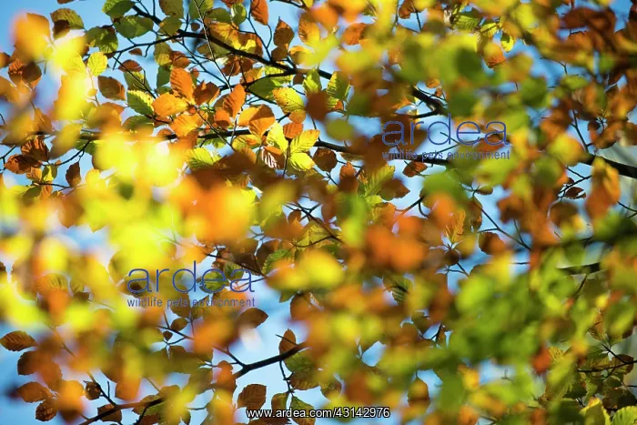 : European Beech : European Beech