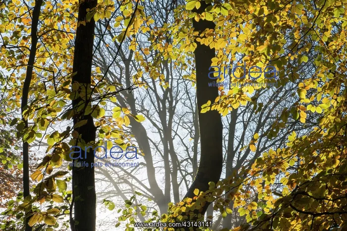 : European Beech : European Beech