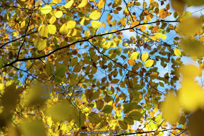 : European Beech : European Beech
