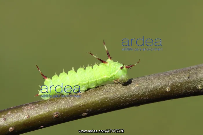 : European Beech : European Beech