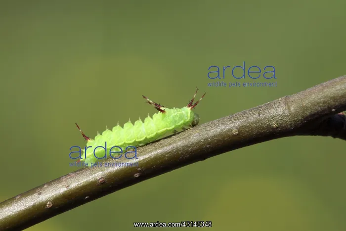 : European Beech : European Beech