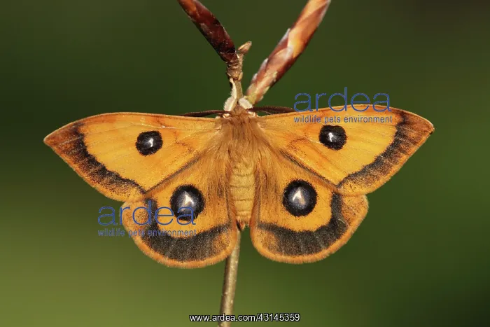 : European Beech : European Beech