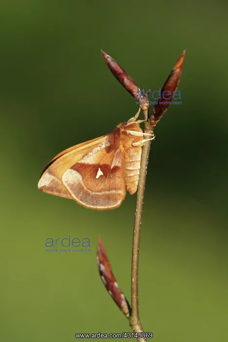 : European Beech : European Beech