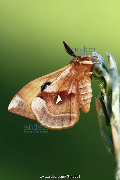 : European Beech : European Beech