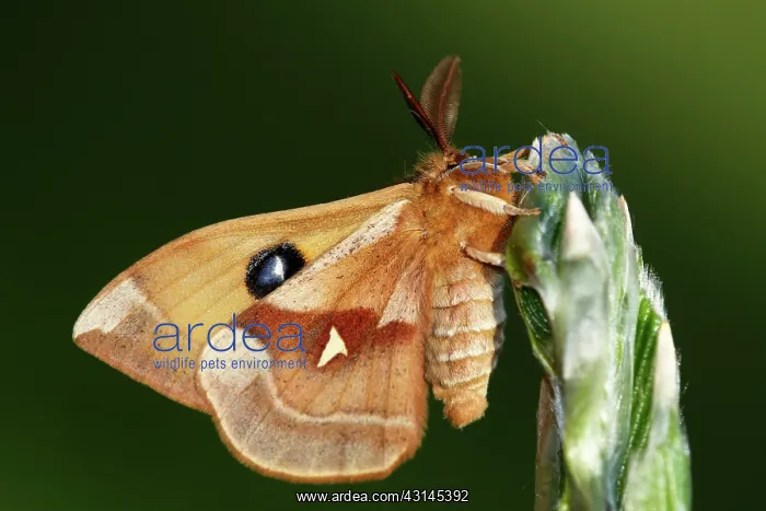 : European Beech : European Beech