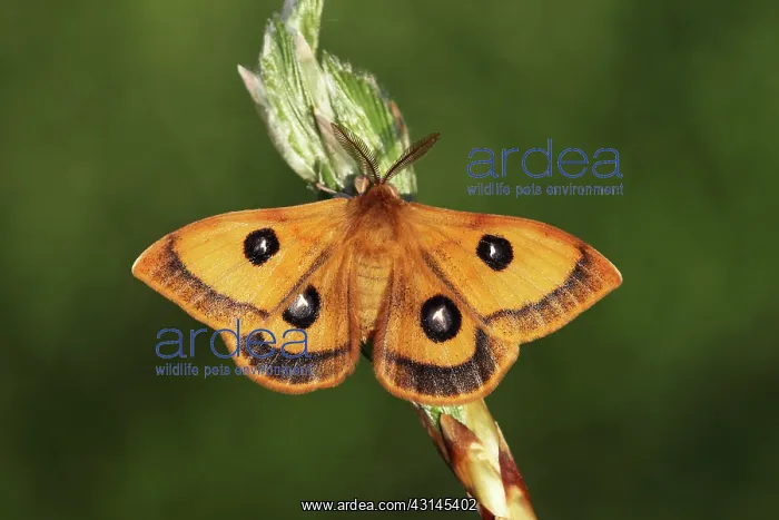 : European Beech : European Beech