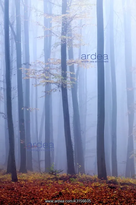 : European Beech : European Beech
