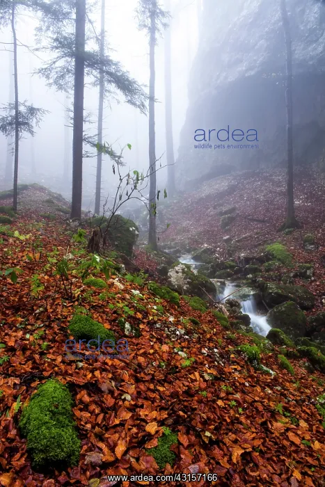 : European Beech : European Beech