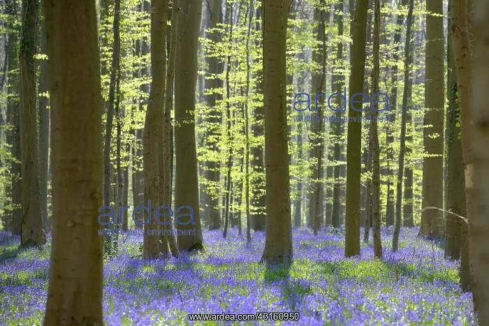 : European Beech : European Beech