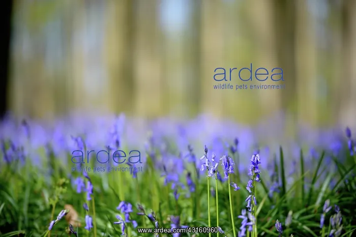 : European Beech : European Beech