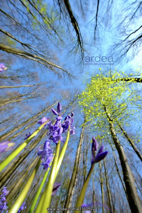 : European Beech : European Beech
